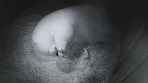 A mother's love: Polar bear nurses adorable newborn cubs
