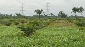 HOW MANY SEEDLINGS CAN ONE ACRE TAKE? This is one of the most common questions farmers ask before starting an oil palm plantation. With the right spacing, one acre takes about 60 seedlings and one hectare takes about 150 seedlings. Here is a client’s plantation. These palms are just 2 years and 3 months old. Some have already started producing fruits, others are flowering. This is the power of planting Hybrid seedlings with proper spacing. If you want your farm to look like this in just over 2 y