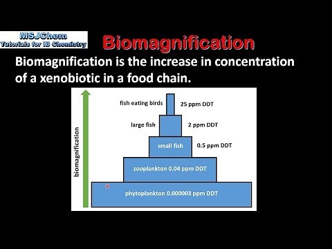 B.6 Biomagnification (SL)