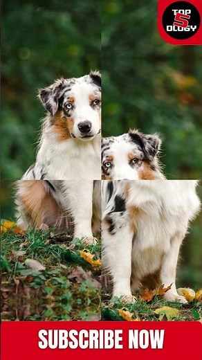 Top 5 Dog Breeds with Blue Eyes 👀 | Rare & Beautiful Dogs You’ll Love | Top 5ology