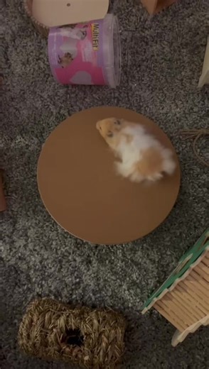 U think he‘s cool? 🐹 #fyp #viral #petsoftiktok #petlover #hamster