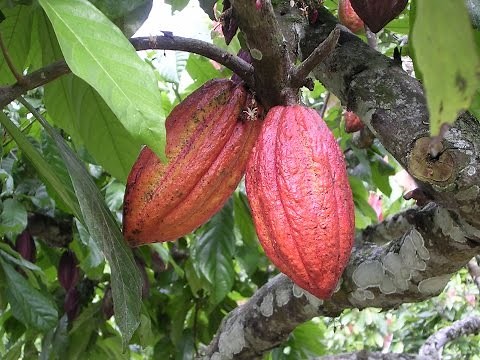 HOW TO GROW A CACAO TREE (Chocolate Tree)