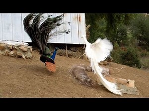 Leucistic VS Wild Type Indian Peacock Joust