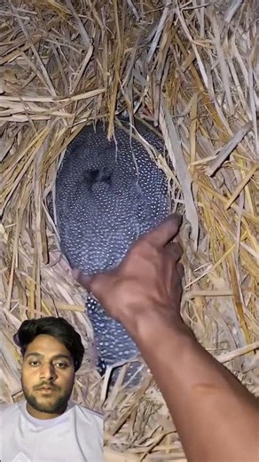 Unbelievable 😦#unbelievable #animals #shorts #shortvideo