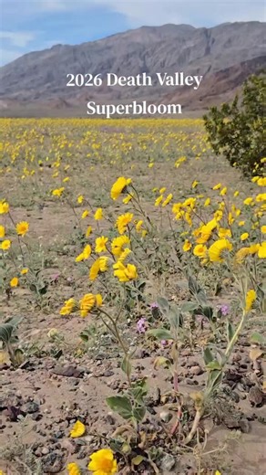 Rare desert miracle in action: Death Valley, the driest place in North America, is exploding with wildflowers in a once-in-a-decade superbloom as ideal rain and temperatures coax dormant seeds into vibrant blooms from yellow desert gold to purple verbena. Peak color is expected late Feb–Apr.￼ 🎥 lilmudpuppy/tiktok | Allison Miller