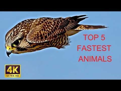 Fastest Animals in the World | Wildlife Documentary