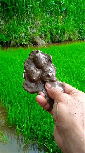 KALAU KAU SUKA la la la 🍇🍒🍓🍭🍌🌈#shorts #cutebaby #fypシ