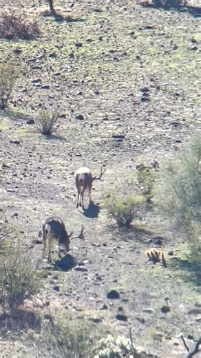 Gray Light on Instagram: "Guys ask what do desert deer like to eat right now… This is what they eat. That small Lacey filarie, light green pushing up out of the substrate! Dunno what it’s called but it’s everywhere and they love it!"