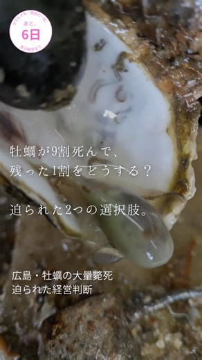 【あと６日】9割が死んだ海で「信念」を選んだ理由。 残った1割の牡蠣たちをどうするか。 昨年１１月、私たちは究極の選択を迫られました。 広島を襲った牡蠣の大量斃死。 音戸の海でも、甚大な被害が出ました。 「このまま売るか。それとも、育てるか。」 会社として、非常に苦しい経営判断でした。 抱えている従業員やその家族の生活を考えれば、 一刻も早く、目先の売上を確保しなければなりません。 どうすればベストなのか。 「今年は不漁だから」と、痩せた 状態のまま出荷し、 少しながらの資金を作る選択肢もありました。 しかし、現場で、そして社内で議論を重ね、 出した答えは「NO」。 最後に背中を押したのは、 当社の創業以来の経営理念でした。 「牡蠣を、娘のように育てる」 大切に育ててきた看板娘を、痩せ細ったまま嫁に出すことは、 「かきむすめ」という名を背負う私たちにはできませんでした。 「迷ったら、原点へ」 当社は目先の利益を捨て、残った1割の牡蠣を 「最高の状態に育てること」に、すべてのリソースを振り切りました。 報道番組でもウチ独自研究の移動作戦。 リスクを承知で、少しでも生存の可能性がある海域へ