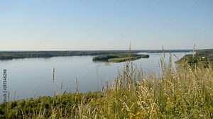The grass grows on the steep bank of a large river. In the background is a large Siberian river Ob. Bees and cicadas fly in the grass.