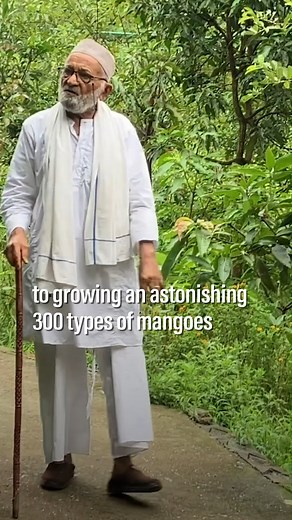 35K views · 660 reactions | This Indian man grows 300 types of mangoes on a single tree. #india #mangoes #fruit #asia #tree | The National | Facebook