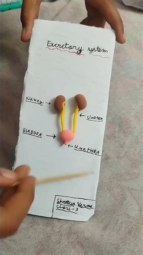 Excretory System Made with Clay 😱 | School Science Project #Shorts