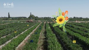 The seed industry is the lifeblood of the flower industry, and China has ranked first in the world for eight consecutive years in terms of the annual number of applications for new flower varieties. China is increasing investment in breeding R&D and the promotion of new varieties, continuously breaking through bottlenecks in the seed industry, and bolstering the high-end development of the flower industry.#FlowerIndustry | Economic Daily, China