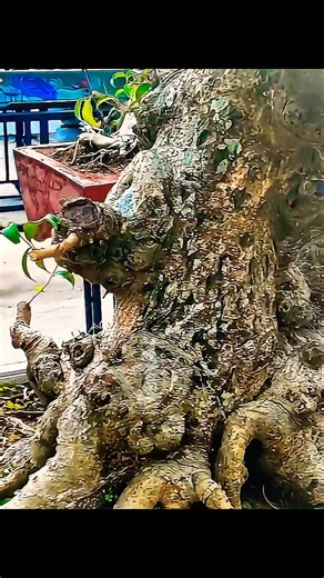 Bonsai 100 Years Old – Rare Bonsai Masterpieces