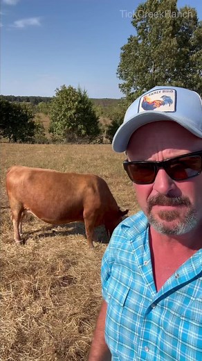 Managing Cows During Drought Conditions for Optimal Health