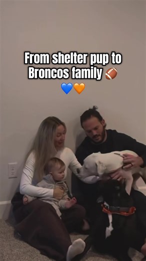 Bee's Journey: From Shelter Pup to Broncos Family