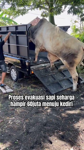 Evakuasi sapi seharga hampir 60juta #sapi