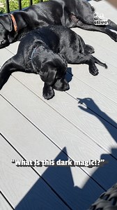 1.9M views · 2.2K reactions | Forgetting something dad?!  (Via - Mark B.) #Dogs #Funny #Fails #DogDads #DogParents | The Pet Collective | Facebook