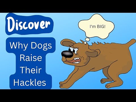 Why Do Dogs Raise Their Hackles?