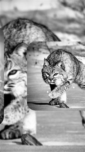 Bobcat 🐈#Bobcat #BobcatFacts #WildCat