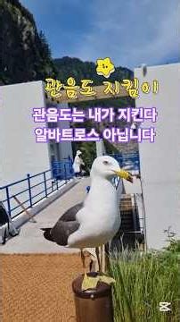 관음도 지킴이를 만나다(괭이갈매기 VS 슴새) #관음도 #관음도괭이갈매기 #관음도연도교