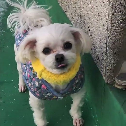 꼬하의 하얀 아침(첫눈)#꼬미#하니#첫눈#강아지일상