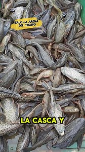 Un viaje por la historia, la cultura y el sabor de uno de los peces más emblemáticos de la selva. Desde su rol ancestral en los pueblos indígenas hasta su importancia actual en la gastronomía y la acuicultura amazónica.#fblifestyle | Bajo la Arena del Tiempo