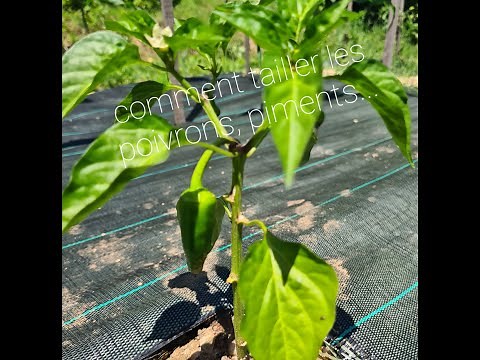 Tailler les poivrons, piments...