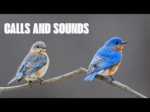 Eastern Bluebird Calls and Sounds - Identify by Listening