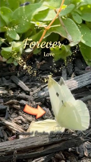 😟☹️ Heartbreaking Goodbye: A Butterfly's Emotional Moment 💔🦋