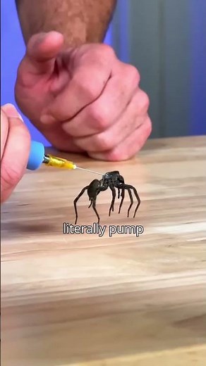 Spider Legs Are Powered by HYDRAULICS ? 🕷️#facts #shorts #science