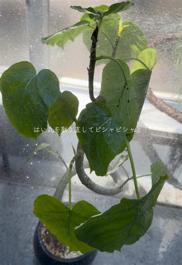 観葉植物の虫駆除＆葉の手入れ