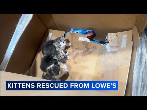 2 litters of kittens found living on top shelf at Lowe's
