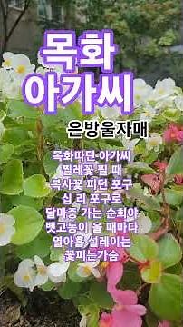 목화 아가씨 #은방울자매#남진#트로트#1972남진ㆍ최고인기애창곡