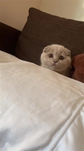 #catsoftiktok #fyp #scottishfold #GravityTest #CareerAdvice