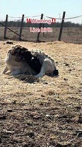 Dorper ewe give birth to a little lamb!