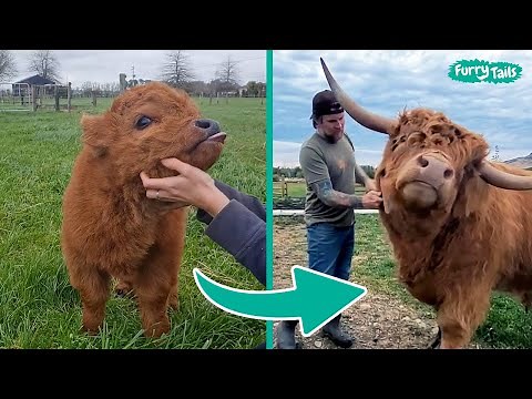 Moo-raculous Moments: The Ultimate Cow Comfort Compilation | Furry Tails 🐮✨