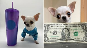 Le dan el récord Guinness a una chihuahua como la perrita más pequeña del mundo