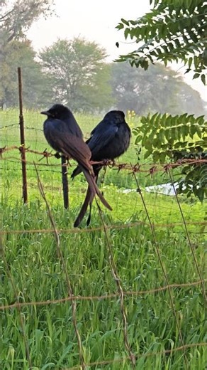 love you bird5🐦#nature #animals #birds #shortsvideo #shortfeed