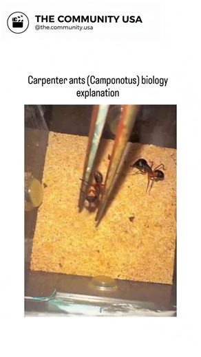 GUNJA SINGH on Instagram: "Breaks down a clip of ants fighting/dismembering. Explains it's defensive behavior using powerful mandibles and formic acid spray, triggered by chemical recognition of outsiders. Highlights surprising real science: these ants perform "surgical" leg amputations on injured nestmates to prevent infections and save lives. Credits to insectwars."