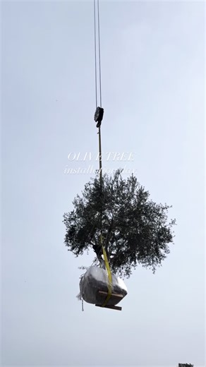 DIG | Southern California Landscape Construction on Instagram: "OLIVE TREES are the focal point of any Dig installation. They bring structure, serenity and life to our outdoor rooms. Our team obsesses the details for placement and planting, because we understand the value in the details. The perfectly placed trunk. The branch alignment to the surrounding landscape. The care and attention to irrigation installation. At Dig we build our landscapes to last, and to enhance our clients property value