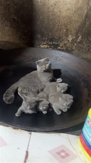 Cute Cat Breakfast Scene: A Charming Morning Ritual