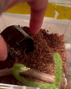 39K views · 2.4K reactions | Update on Chiquita, the Pumpkin Patch...