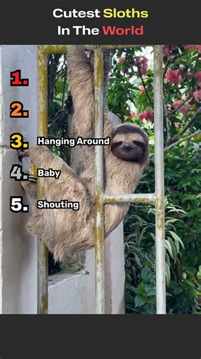 Ranking Sloths By How Cute They Are #sloth #cute #trending