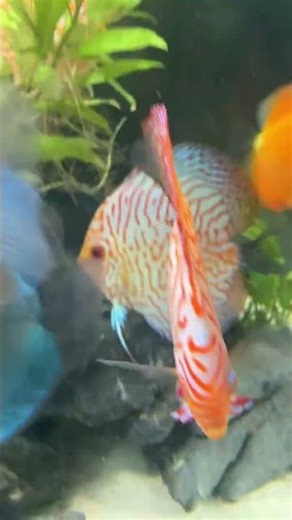 Cute Discus Tank! #edit #memes #butifyoucloseyoureyes #cat #music #funny #fishtank #aquarium
