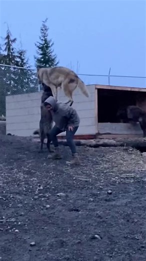 Great wolfpack video ever 💥 . . . #wolf #wolfpack #wolfdogsofinstagram #wolfdogsofig #wolfdogpuppy #wolflover #wolflove #wolfdogcommunity #wolfdogofinstagram #wolfmix #wolflovers #wolfgirl #wolflife #wolfdog #wolfpuppy #direwolf #livingwolf #wolfdogswith #tentwolfdog #crypto #wolfhybrids #wolfhybridsofinstagram #wolfhybridofinstagram #wolfdoghybrid #wolfdogclub #wolfdogmix | Wolf lovers world