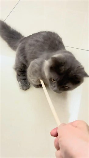 Cat’s 360° head-turn tracking