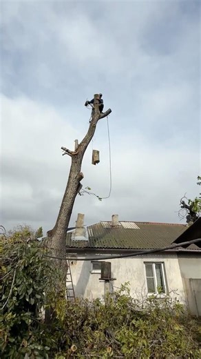 2025💪🏼🌳🪵