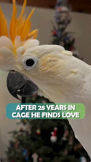 32-year-old cockatoo lives to make woman laugh 🤩 #cockatoo #parrotvideo #cuddlebuddies | Cuddle Buddies