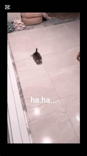 😻 Cat Fails & Cute Moments 🤣